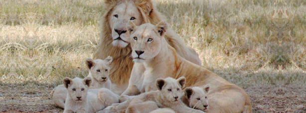 The Lion Park is home to over 80 lions